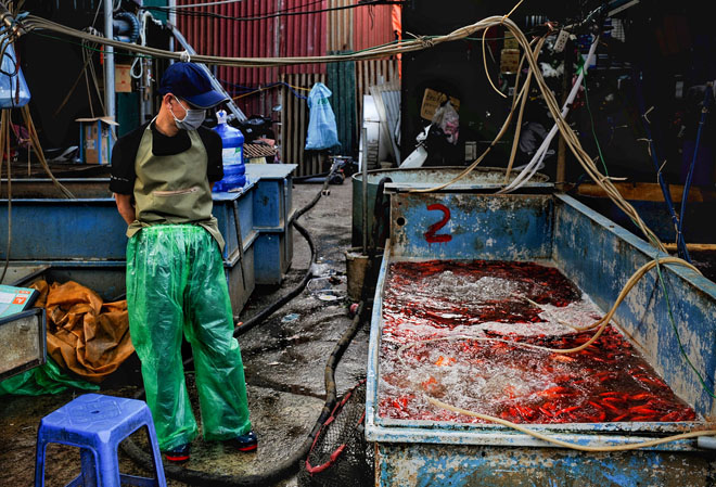 Ghé chợ có nhiều cá chép bậc nhất Hà Nội trước ngày ông Công ông Táo - 2