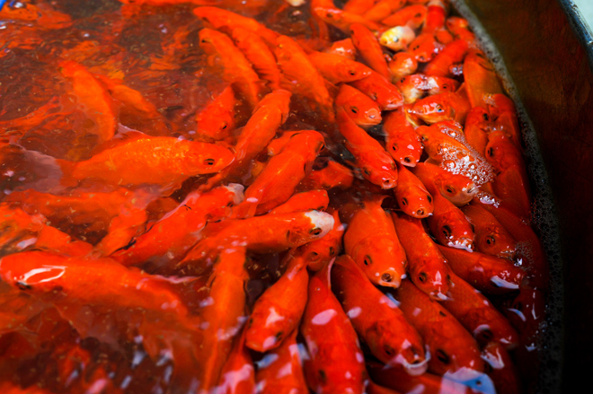 Ghé chợ có nhiều cá chép bậc nhất Hà Nội trước ngày ông Công ông Táo - 5