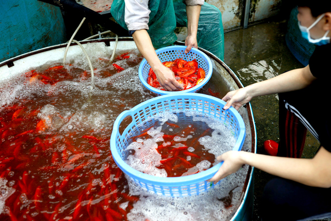 Ghé chợ có nhiều cá chép bậc nhất Hà Nội trước ngày ông Công ông Táo - 8