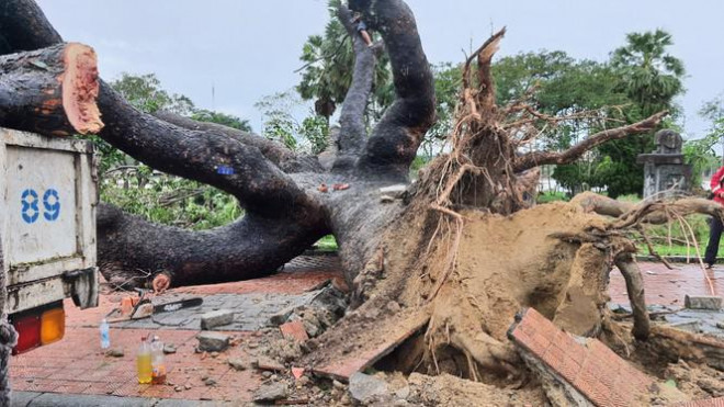 Cụ xà cừ cổ thụ chết hụt trong bão ở Huế bỗng ‘cải tử hoàn sinh’ kỳ diệu - 2