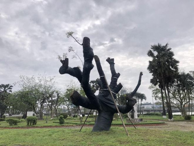 Cụ xà cừ cổ thụ chết hụt trong bão ở Huế bỗng ‘cải tử hoàn sinh’ kỳ diệu - 5