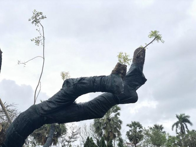 Cụ xà cừ cổ thụ chết hụt trong bão ở Huế bỗng ‘cải tử hoàn sinh’ kỳ diệu - 6