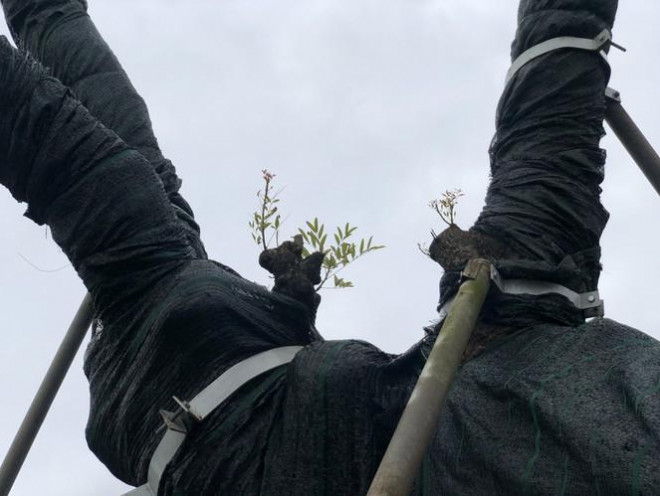 Cụ xà cừ cổ thụ chết hụt trong bão ở Huế bỗng ‘cải tử hoàn sinh’ kỳ diệu - 7