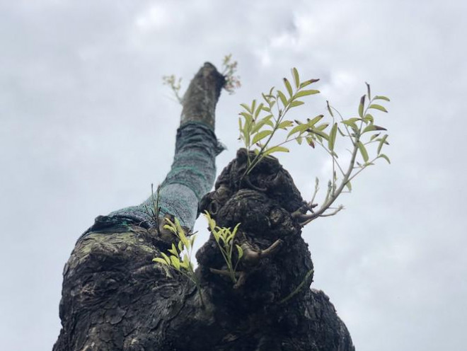 Cụ xà cừ cổ thụ chết hụt trong bão ở Huế bỗng ‘cải tử hoàn sinh’ kỳ diệu - 10