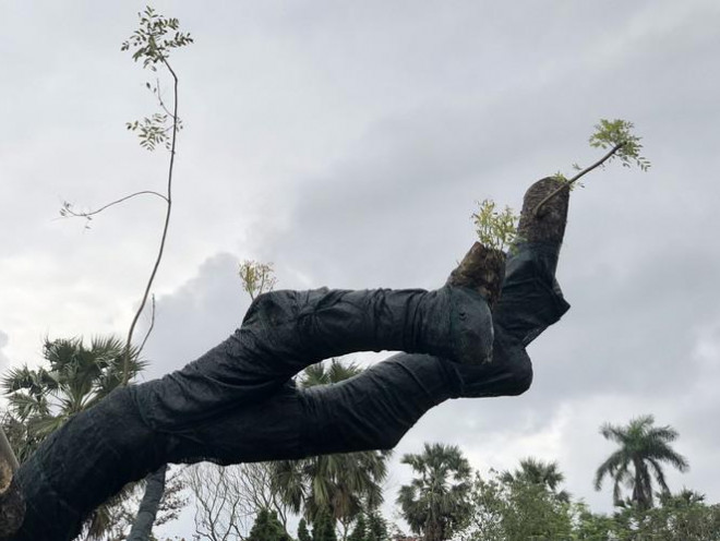 Cụ xà cừ cổ thụ chết hụt trong bão ở Huế bỗng ‘cải tử hoàn sinh’ kỳ diệu - 9