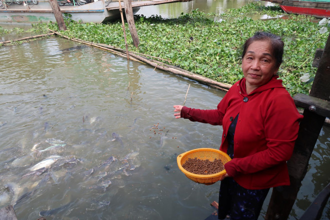 CLIP: Ngỡ ngàng với hàng ngàn con cá cư ngụ ở một bến sông - 4