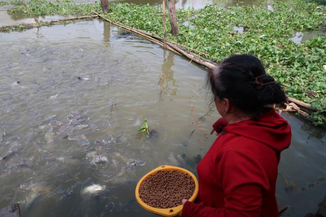 CLIP: Ngỡ ngàng với hàng ngàn con cá cư ngụ ở một bến sông - 3