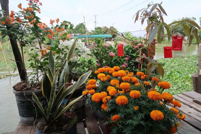 CLIP: Ngỡ ngàng với hàng ngàn con cá cư ngụ ở một bến sông - 5