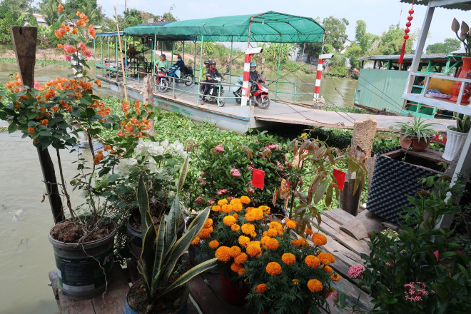 CLIP: Ngỡ ngàng với hàng ngàn con cá cư ngụ ở một bến sông - 7