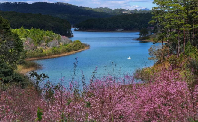 Mãn nhãn với 4 điểm du xuân ngắm mai anh đào dịp Tết - 3