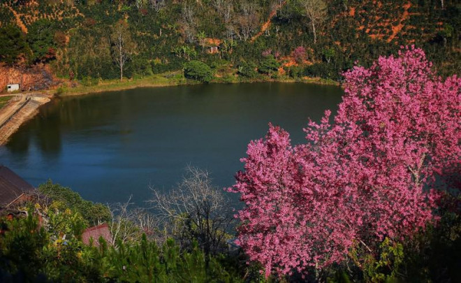 Mãn nhãn với 4 điểm du xuân ngắm mai anh đào dịp Tết - 12