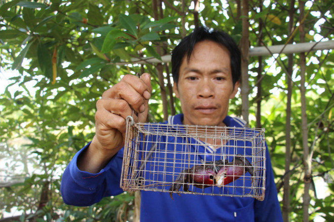 Đã mắt xem nông dân Cà Mau dùng tuyệt chiêu bắt ba khía - 13