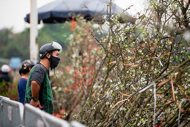 Hoa lê rừng khoe sắc trắng tinh khôi, hút hồn người chơi hoa Hà Nội - 2