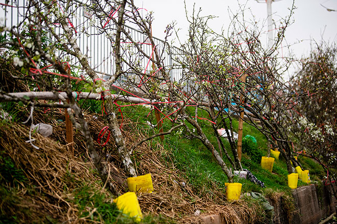 Hoa lê rừng khoe sắc trắng tinh khôi, hút hồn người chơi hoa Hà Nội - 11