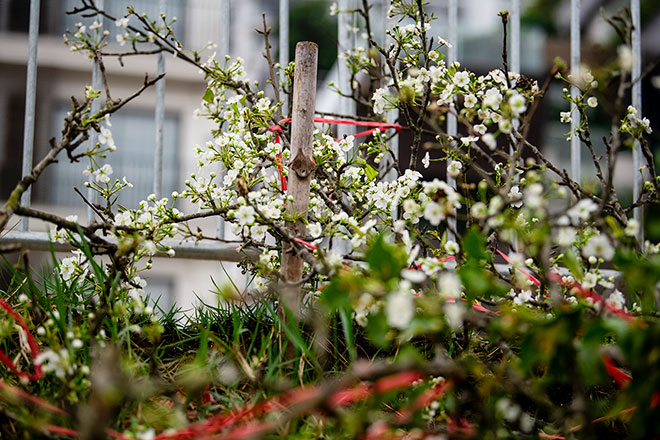 Hoa lê rừng khoe sắc trắng tinh khôi, hút hồn người chơi hoa Hà Nội - 12