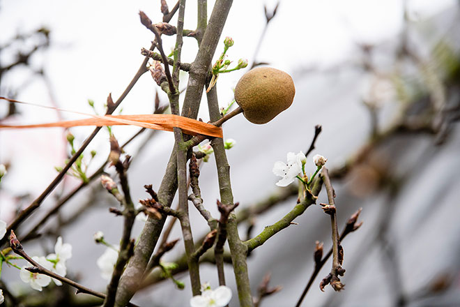 Hoa lê rừng khoe sắc trắng tinh khôi, hút hồn người chơi hoa Hà Nội - 16