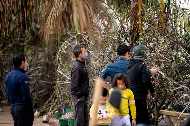 Hoa lê rừng khoe sắc trắng tinh khôi, hút hồn người chơi hoa Hà Nội - 5