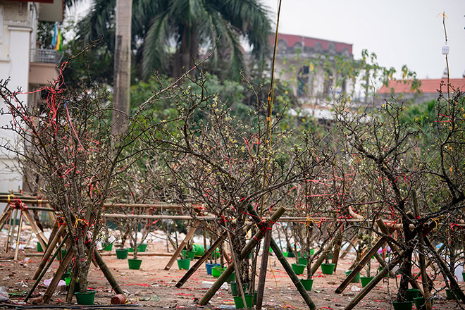 Hoa lê rừng khoe sắc trắng tinh khôi, hút hồn người chơi hoa Hà Nội - 6