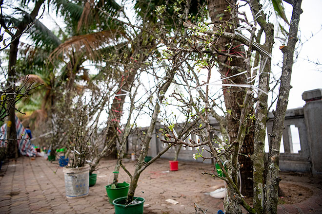 Hoa lê rừng khoe sắc trắng tinh khôi, hút hồn người chơi hoa Hà Nội - 8