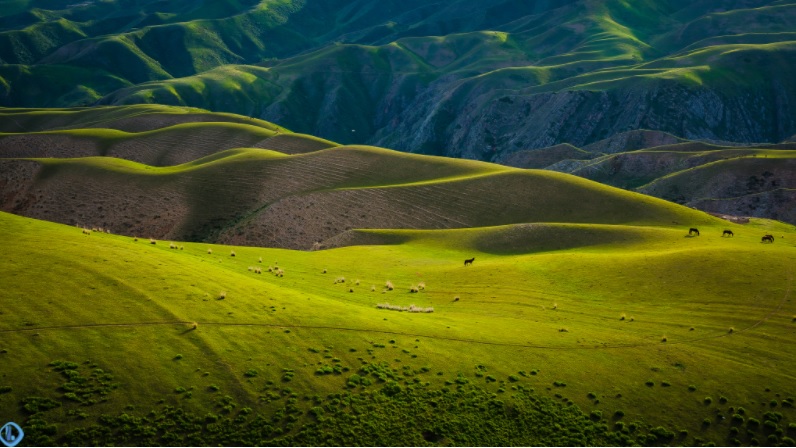 Đồng cỏ tuyệt đẹp ở Trung Quốc được ví như “tấm lưng trần của thiếu nữ” - 6