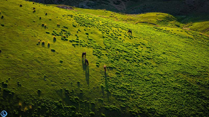 Đồng cỏ tuyệt đẹp ở Trung Quốc được ví như “tấm lưng trần của thiếu nữ” - 8
