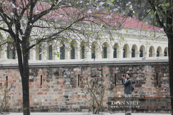 Đây là loài hoa thu hút mọi ánh nhìn của người dân Thủ đô vào những ngày này - 4