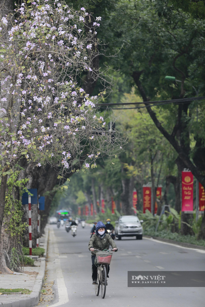Đây là loài hoa thu hút mọi ánh nhìn của người dân Thủ đô vào những ngày này - 7