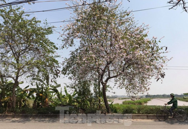 Đường hoa ban trắng đẹp mê mẩn ở ngoại thành Hà Nội - 3