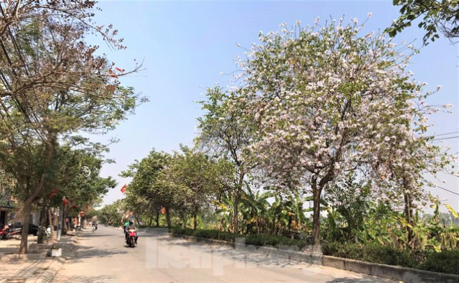 Đường hoa ban trắng đẹp mê mẩn ở ngoại thành Hà Nội - 2