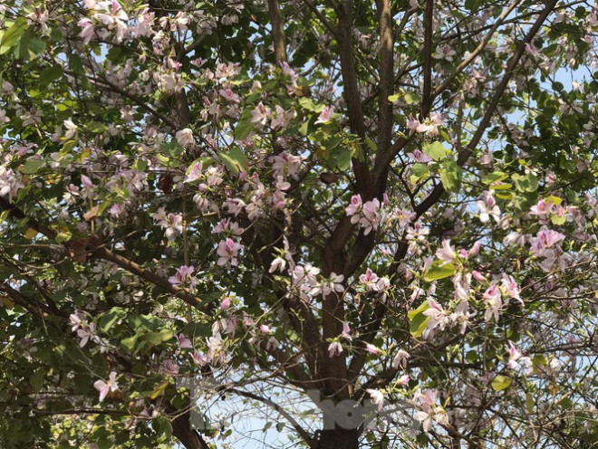 Đường hoa ban trắng đẹp mê mẩn ở ngoại thành Hà Nội - 4