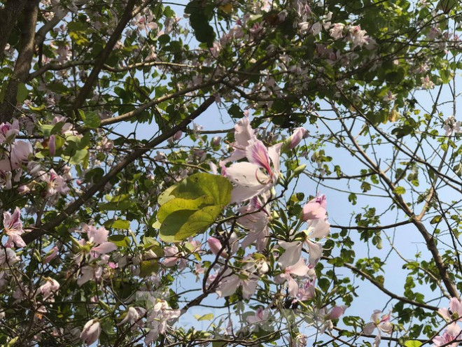 Đường hoa ban trắng đẹp mê mẩn ở ngoại thành Hà Nội - 5