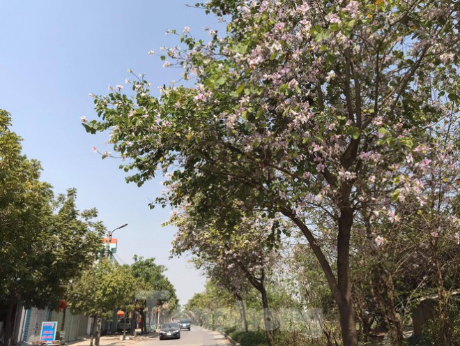 Đường hoa ban trắng đẹp mê mẩn ở ngoại thành Hà Nội - 8