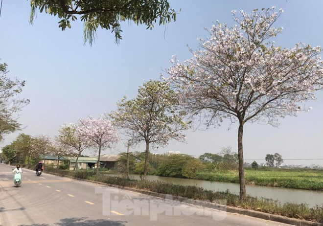 Đường hoa ban trắng đẹp mê mẩn ở ngoại thành Hà Nội - 7
