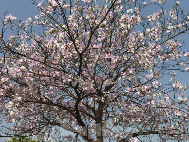 Đường hoa ban trắng đẹp mê mẩn ở ngoại thành Hà Nội - 6