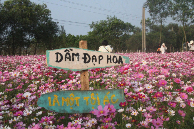 Giới trẻ rủ nhau check-in tại đồng hoa cánh bướm có một không hai ở Hà Tĩnh - 8