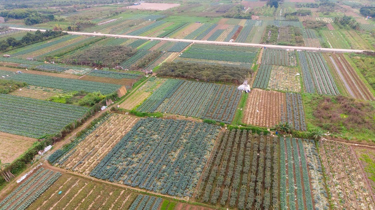 Nông dân Hà Nội trắng tay vì rau, củ bán giá 1000 đồng không ai mua - 1