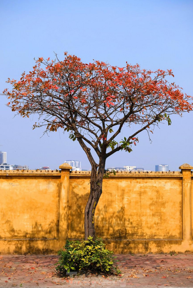 Những cung đường Hà Nội vàng rực mùa cây lộc vừng thay lá - 3