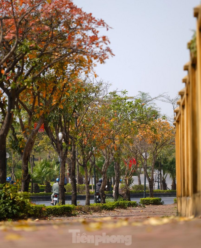 Những cung đường Hà Nội vàng rực mùa cây lộc vừng thay lá - 2