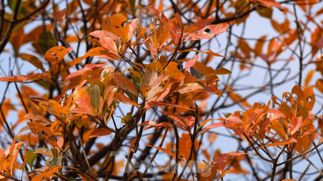 Những cung đường Hà Nội vàng rực mùa cây lộc vừng thay lá - 5