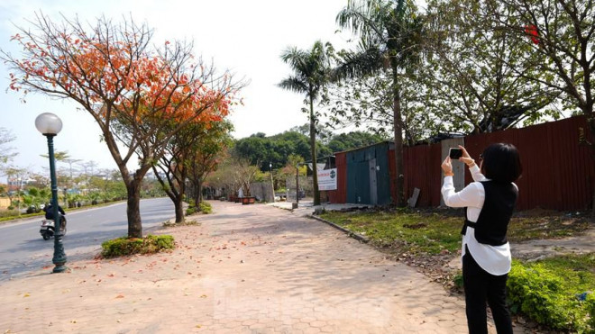 Những cung đường Hà Nội vàng rực mùa cây lộc vừng thay lá - 4