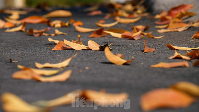 Những cung đường Hà Nội vàng rực mùa cây lộc vừng thay lá - 10