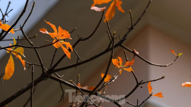 Những cung đường Hà Nội vàng rực mùa cây lộc vừng thay lá - 8