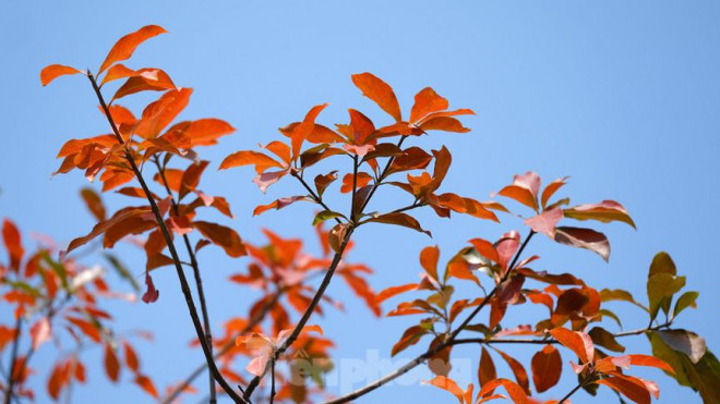 Những cung đường Hà Nội vàng rực mùa cây lộc vừng thay lá - 7