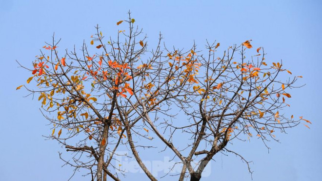 Những cung đường Hà Nội vàng rực mùa cây lộc vừng thay lá - 9