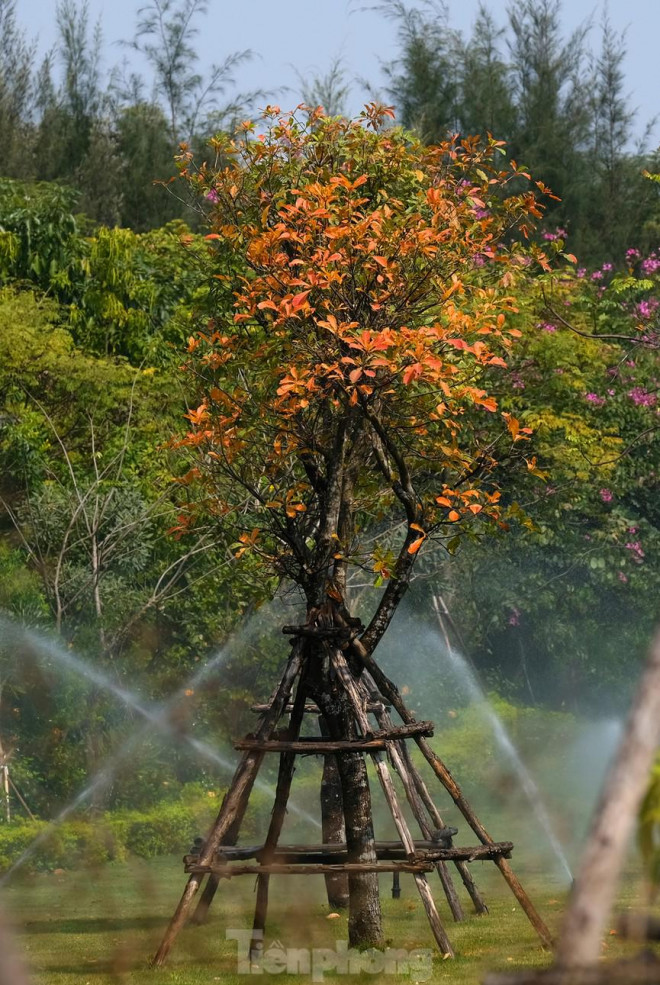 Những cung đường Hà Nội vàng rực mùa cây lộc vừng thay lá - 12