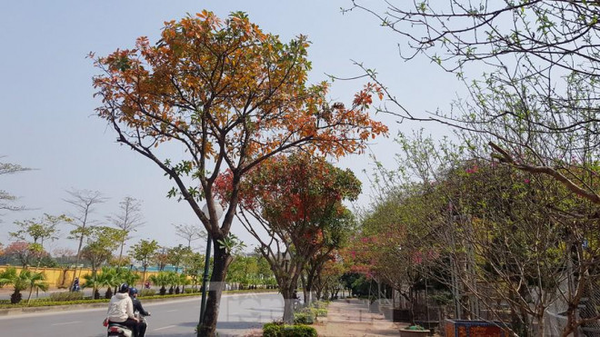 Những cung đường Hà Nội vàng rực mùa cây lộc vừng thay lá - 14
