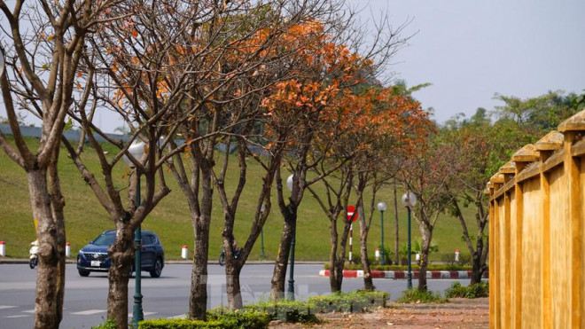 Những cung đường Hà Nội vàng rực mùa cây lộc vừng thay lá - 11