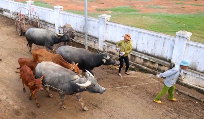 Chuyện lạ ở chợ trâu bò lớn nhất Việt Nam - 2