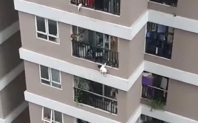 Tình trạng sức khỏe mới nhất của bé gái ngã từ tầng 13 và cảnh báo của bác sĩ Nhi khoa - 1