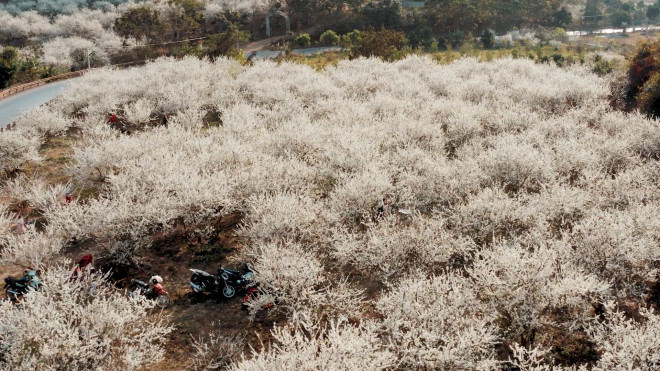 Sơn La đẹp thế này đây: Mê đắm sắc xuân Tây Bắc qua những thước phim đi vào lòng người! - 5